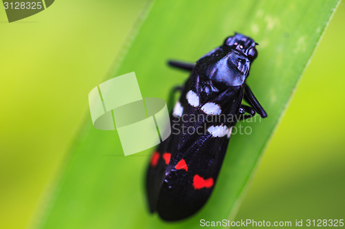 Image of  insect in nature background