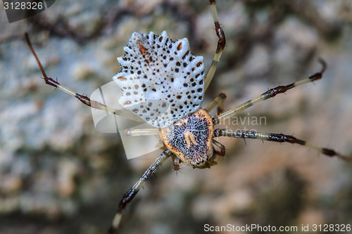 Image of white spider is staying in web  