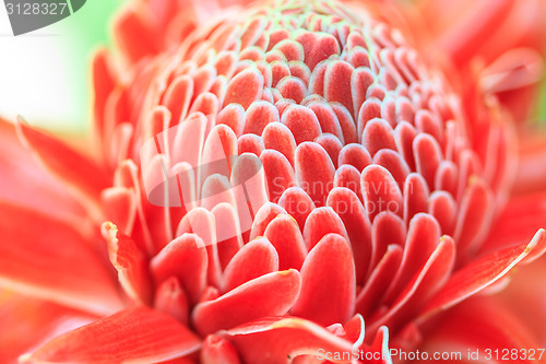 Image of Etlingera Elatior or Red Torch Ginger