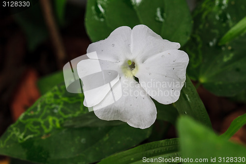 Image of beautiful wild flower in forest