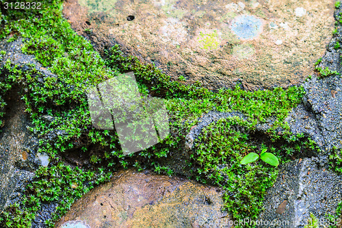 Image of green moss on stone