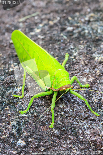 Image of grasshopper macro on stone