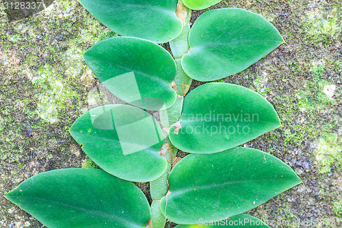 Image of Small leaves plant climbing on the tree