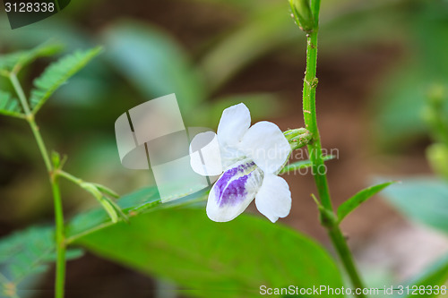 Image of beautiful wild flower in forest
