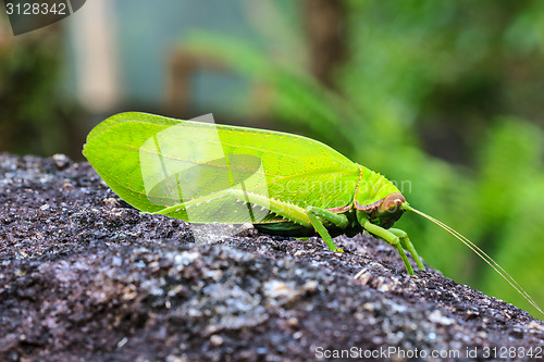 Image of grasshopper macro on stone