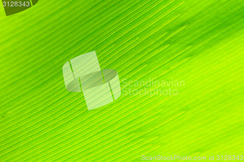 Image of Bird's nest fern leaf 