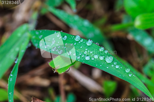 Image of  green leaf with drops of water 