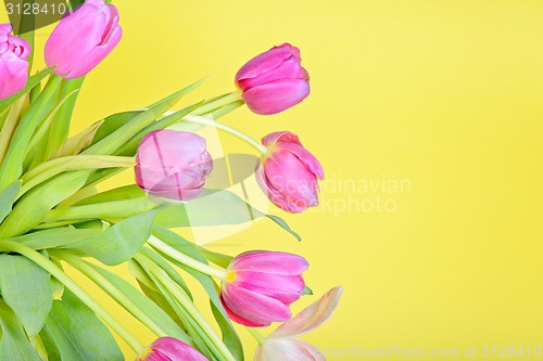 Image of View to the easter pink tulips 