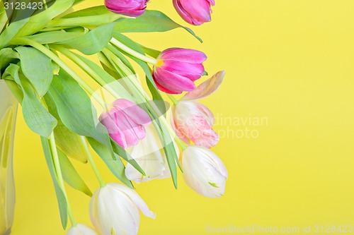 Image of View to the easter tulips 