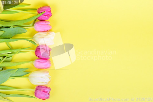 Image of Row of multicolored tulips for border or frame