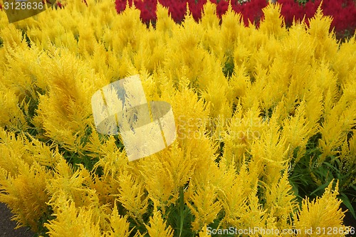 Image of Celosia argentea blossom