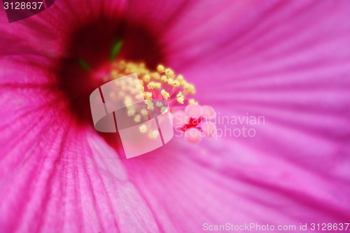 Image of Hibiscus flower pollen