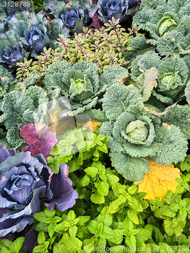 Image of Colorful summer vegetable garden