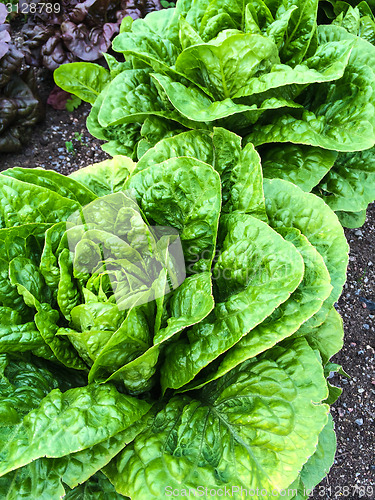 Image of Butterhead lettuce growing in the garden