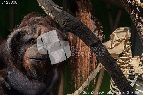 Image of Dead and alive monkey closeup