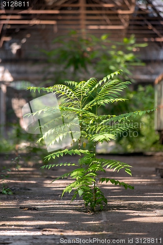 Image of Green tree inside industrial interior