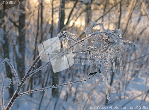 Image of Frozen hay