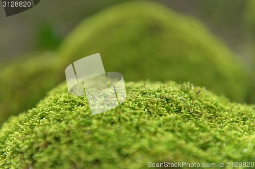 Image of Green moss closeup photo