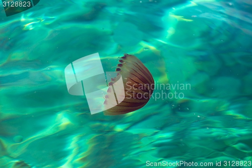 Image of Small jellyfish in clean water