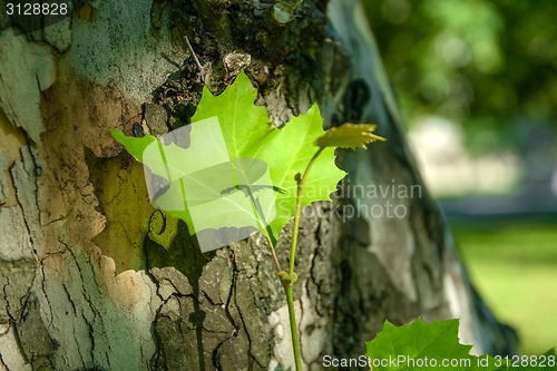 Image of green leaves on the tree