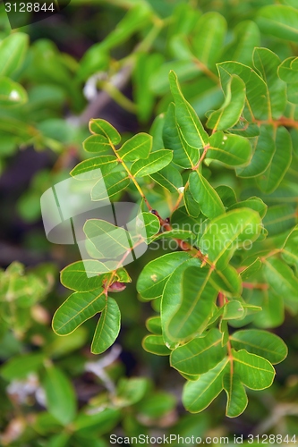 Image of Green moss on tree trunk