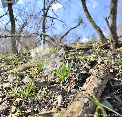 Image of Fresh snowdrops