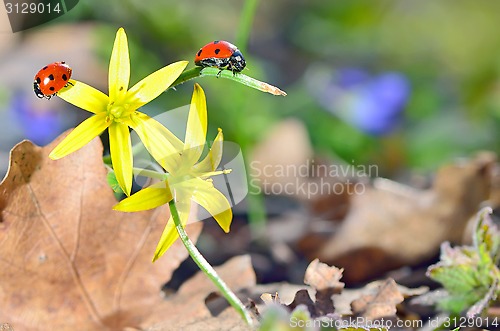 Image of Ladybugs (Coccinella) on yellow flower