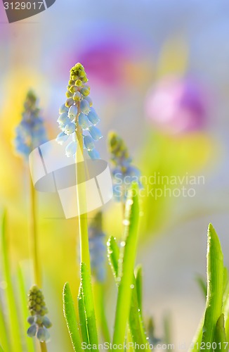 Image of Muscari neglectum flowers