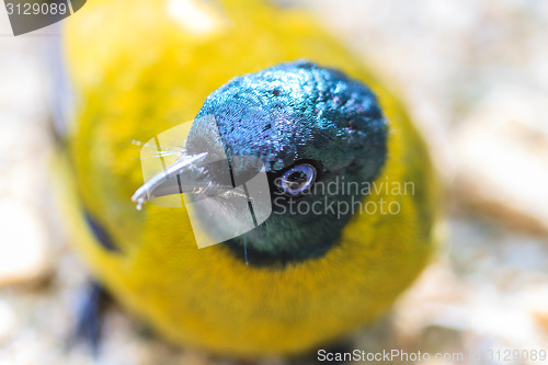 Image of Black-headed Bulbul, Pycnonotus atriceps