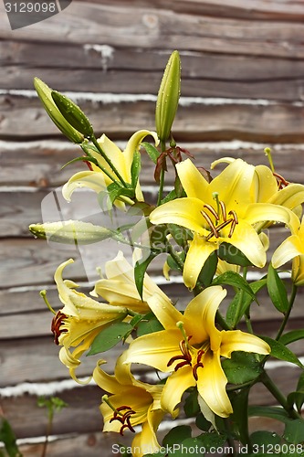 Image of Blooming yellow lilies