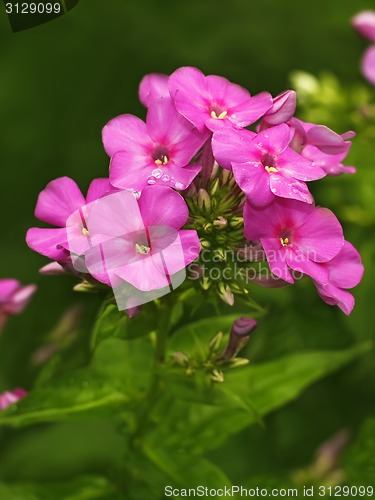 Image of Blooming pink phlox