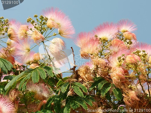 Image of Flowering silk tree