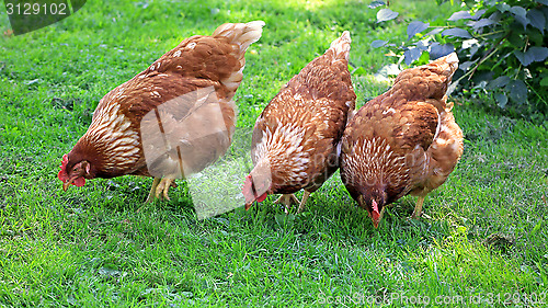 Image of Three Brown Chicken Eating Grain and Grass