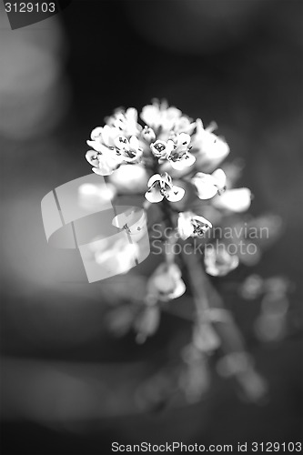 Image of Vertical Floral Background in Black and White