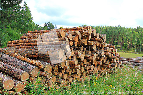 Image of Summer Landscape with Stack of Pine Logs 