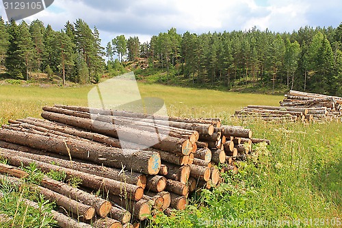 Image of Rural Landscape with Log Piles at Summer