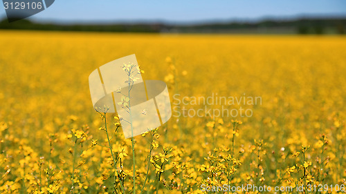 Image of Yellow Rapeseed Field with Rapeseed Flower