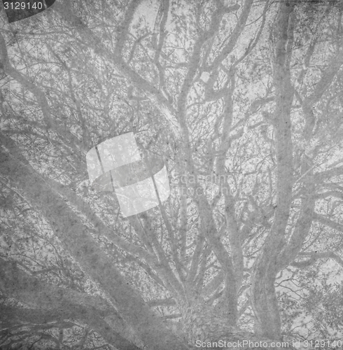 Image of branches of a tree against sky