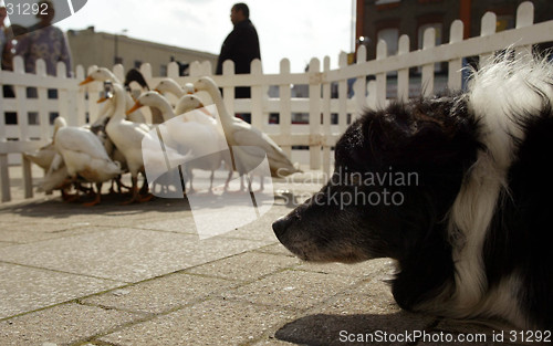 Image of Sheep Dog and Geese