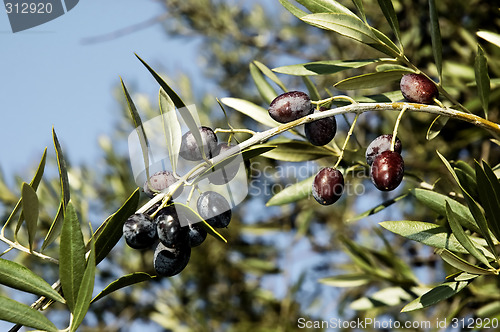 Image of Olives