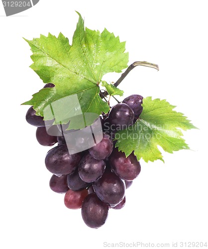 Image of Grape cluster with leaves isolated