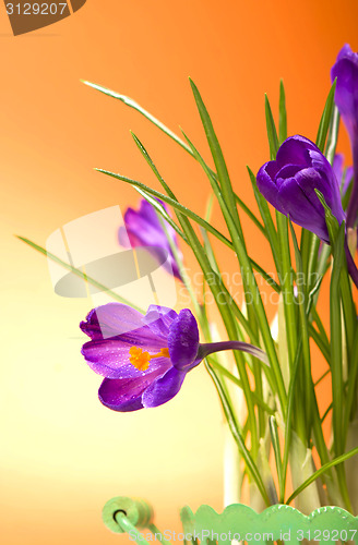 Image of crocuses