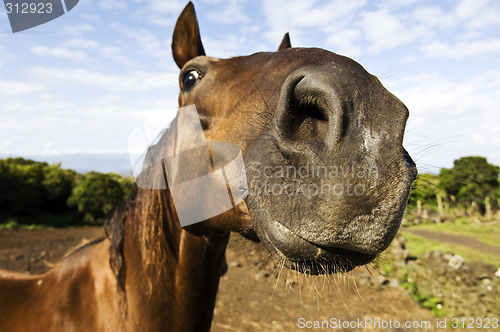 Image of Inquisitive horse