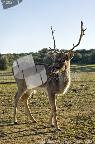 Image of Red Deer (Cervus elaphus)