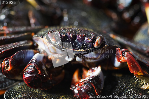 Image of Cooked crab