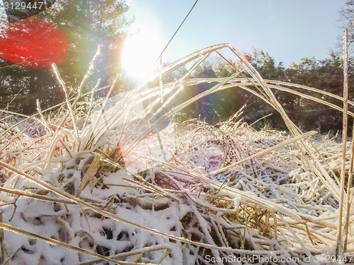 Image of frozen grass on a meadow with sunshine