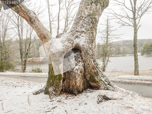 Image of snowy forest landscape during winter