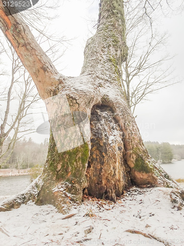 Image of snowy forest landscape during winter