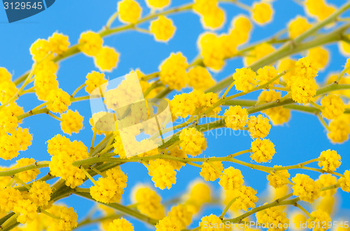 Image of blossoming mimosa, a close up