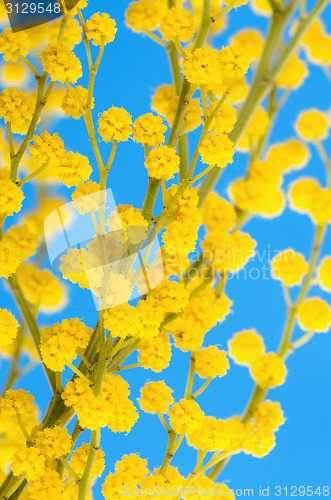 Image of blossoming mimosa, a close up